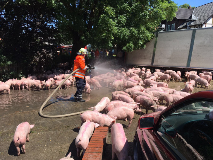  An Bord des Fahrzeugs rund 600 Schweine, die sich umgehend auf die Erkundung der Umgebung machten. Foto: aktuell24 (BM)

