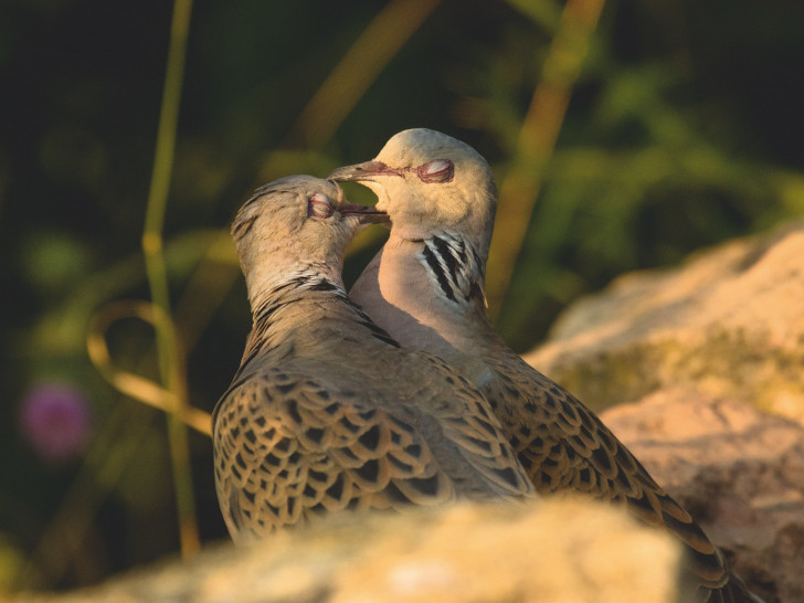 Der Vogel des Jahres 2020 - die Turteltaube. Foto: NABU/Ralf Thierfelder