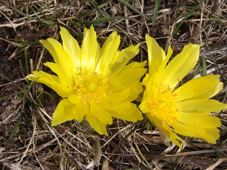 Ab April werden wieder Wanderungen am Kleinen Fallstein angeboten. Foto: Ute Kabbe