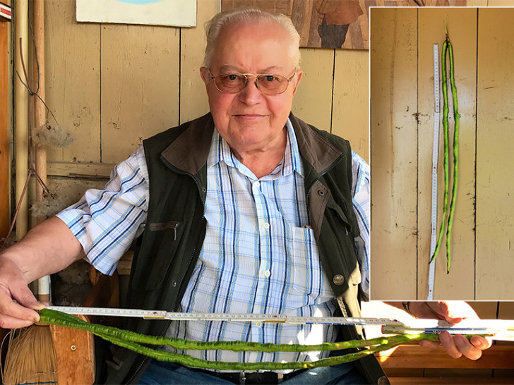 76 Zentimeter: Hobby-Gärtner Martin Krause hat genau nachgemessen. Fotos: Peter G. Matzuga