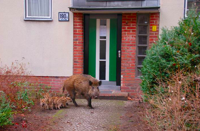 Die Wildschwein-Plage, die schon seit einigen Monaten den Bewohnern im Harz zu schaffen macht, hat nun auch den Landkreis Goslar erreicht. Symbolfoto: Berliner Forsten