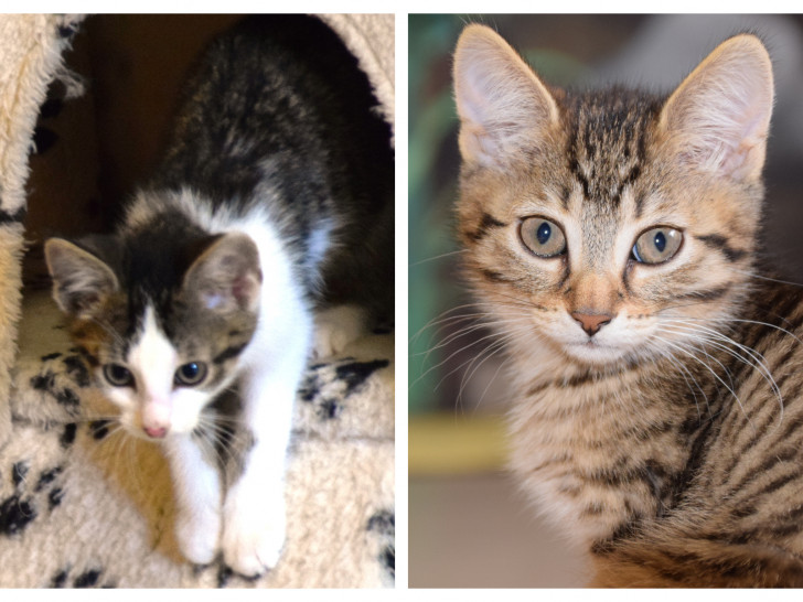 Neben Linus und Luna warten noch weitere Katzen im Tierheim auf ein neues Zuhause. Fotos: Tierschutzverein Gifhorn und Umgebung