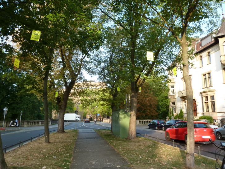 Die Bürgerinitiative Baumschutz Braunschweig macht sich für den Erhalt für die Ahornbäume auf der Jasperallee stark. Foto: Bürgerinitiative Baumschutz Braunschweig