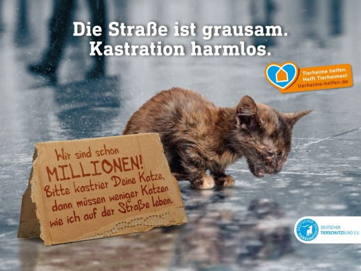 Der Deutsche Tierschutzbund macht mit seiner Kampagne auf das Leid der Straßenkatzen in Deutschland aufmerksam. Plakat: Tierschutzbund