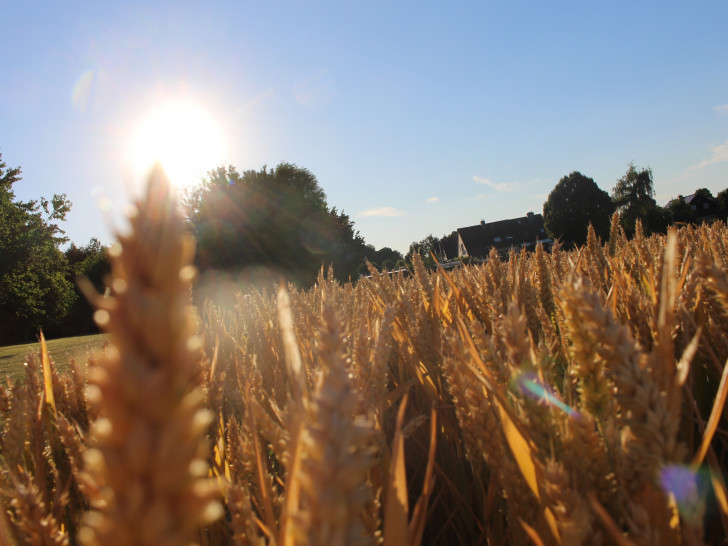 Die Sonne brät auch in den nächsten Tagen die Erde. Symbolfoto: Anke Donner