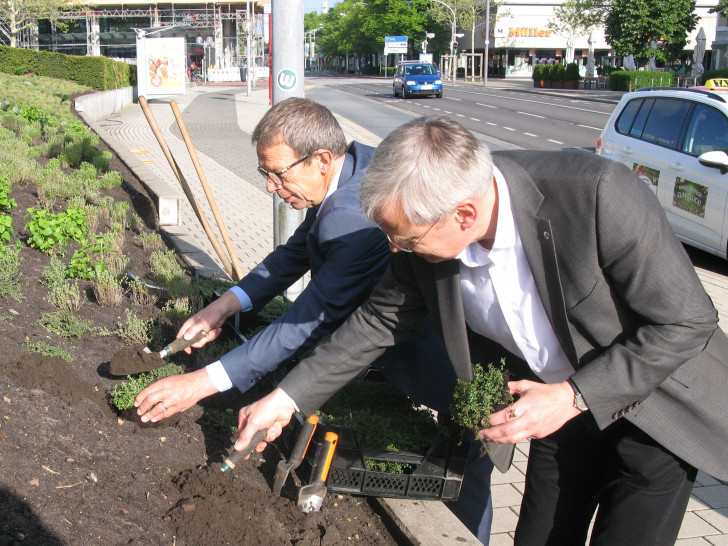 Oberbürgermeister Klaus Mohrs (hinten) und Stadtbaurat Kai-Uwe Hirschheide (vorne) pflanzen Kräuter am Rathaus. Foto: Stadt Wolfsburg  

