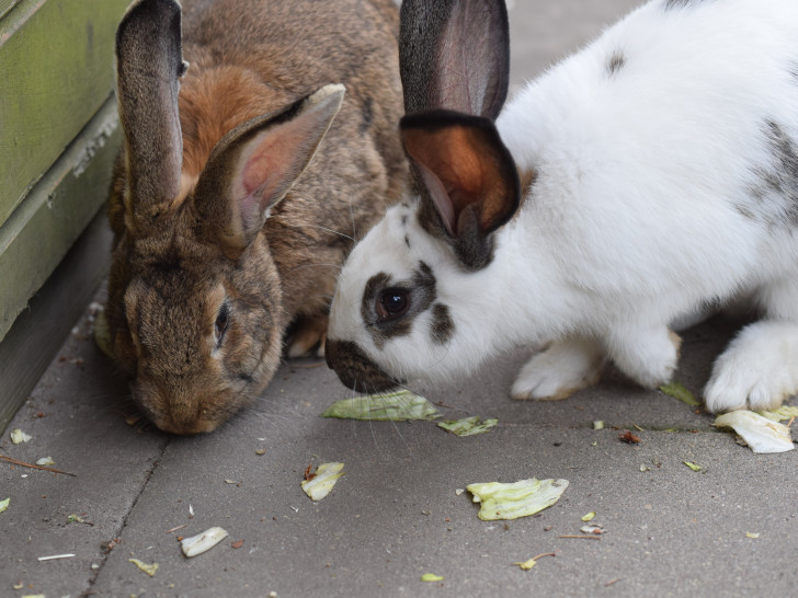 Elli und Frieda. Foto: Tierschutz Gifhorn und Umgebung