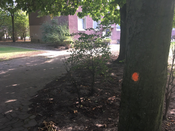 Die mit einem orangenen Punkt gekennzeichneten Bäume werden gefällt. Fotos: Alexander Dontscheff