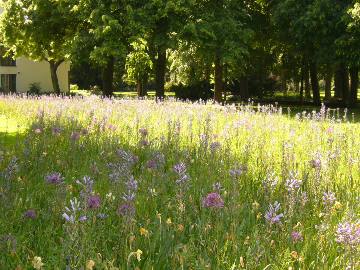 Die Stadt Peine plädiert für Wildblumenwiesen, um Bienen und anderen Insekten zu helfen. Foto: Stadt Peine