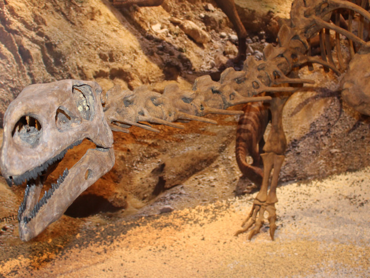 Der Plateosaurus zählte vor mehr als 200 Millionen Jahren zu den größten Landtieren der Welt. Foto: Nick Wenkel