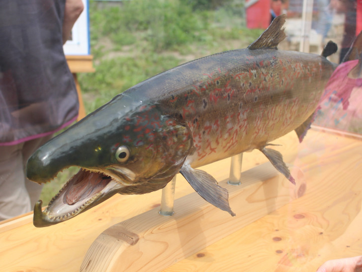 Die Amphibienschutzgruppe Nördliche Oker- und Schunteraue zeigt die Bewohner der Gewässer. Hier der Atlantische Lachs. Foto: Max Förster 