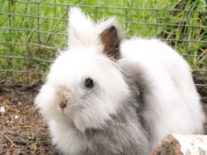 Kaninchen Elsa sucht ein neues Zuhause. Foto: Tierschutzzentrum Ribbesbüttel