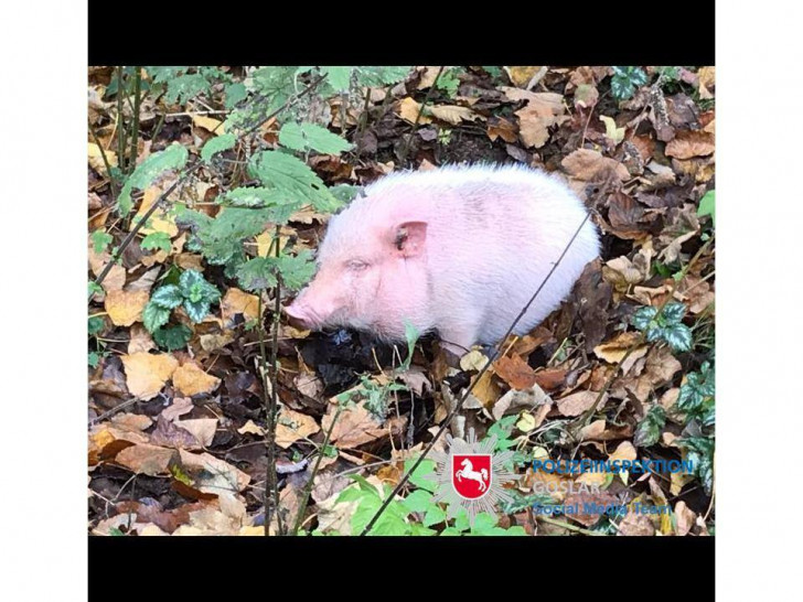 Wer kennt dieses Schwein? Foto: Polizei Goslar