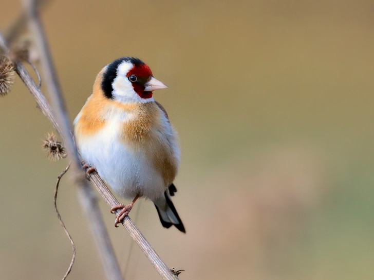 Der Stieglitz, auch Distelfink genannt, ist Vogel des Jahres 2016. Foto: NABU/P. Kühn