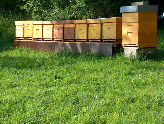 Bienenstände im Landkreis Wolfenbüttel sind mit Faulbrut infiziert. Foto: Privat