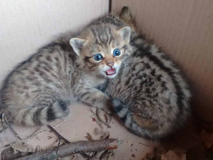 Nach einer Woche ohne Mutter heißt es erstmal Ruhe im Karton für vier verwaiste Wildkatzenkinder. Fotos: Landesforsten