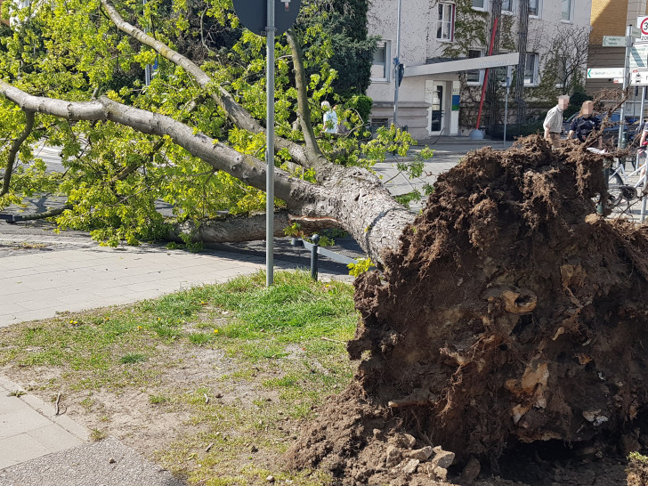 Die Untersuchung ergab, dass der gesamte Wurzelstock des Baumes aufgrund Pilzbefalls von Holzfäule befallen war. Foto: Stadt Braunschweig
