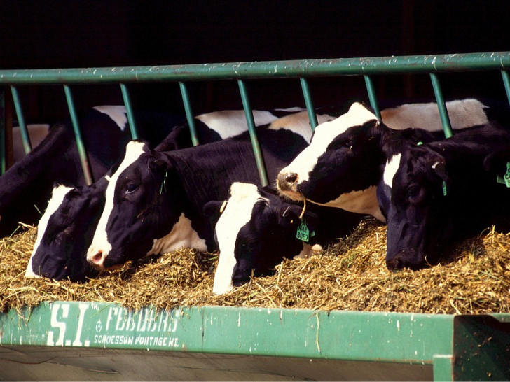 Dem Milchviehbauern wurde damals ein Viehhaltungsverbot auferlegt. Symbolbild: Pixabay