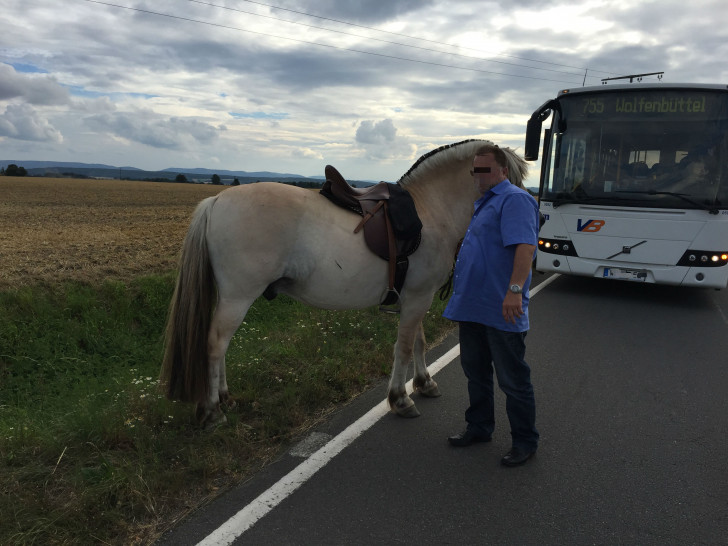 Auf der B82 bei Hornburg lief am Abend ein herrenloses Pferd umher. Ein Busfahrer konnte das Tier einfangen. Foto: Anke Donner 