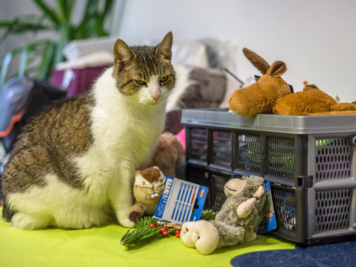 Katze Mietze lebt seit 2016 im Tierheim Salzgitter und gehört zum Inventar. Sie freut sich schon auf die vielen Geschenke für sich und ihre tierischen Kumpels. Foto: Tierschutzverein Salzgitter und Umgebung e.V.