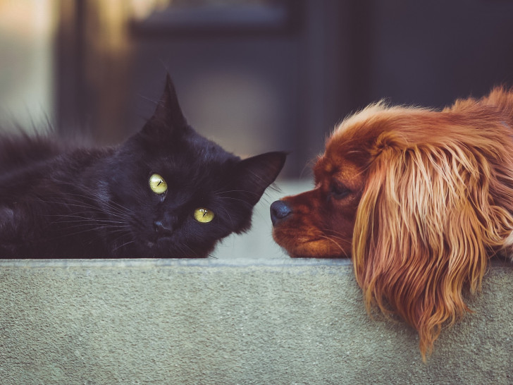 Hund, Katze und viele andere Tiere hoffen auf ein neues Zuhause. Symbolfoto: Pixabay