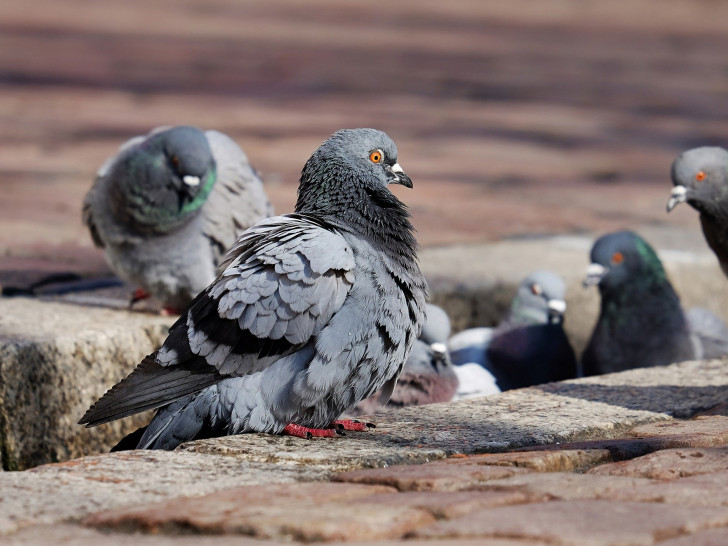 Mehrere tote und kranke Tauben wurden in der letzten Zeit gefunden. Symbolbild: Pixabay