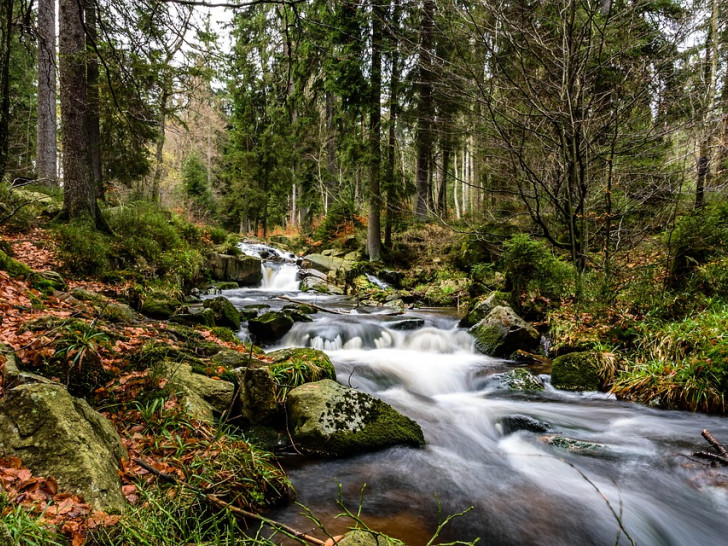Der Harz.
Symbolbild: pixabay