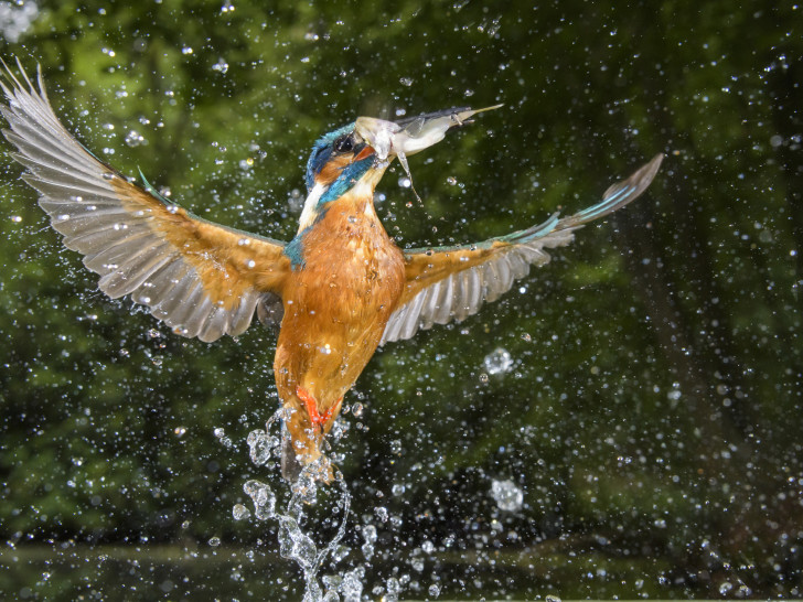 Der erste Preis in der Kategorie A und der Gesamtsieg gingen für das Foto „Fischender Eisvogel“ an Willi Rolfes aus Vechta. Foto: Willi Rolfes