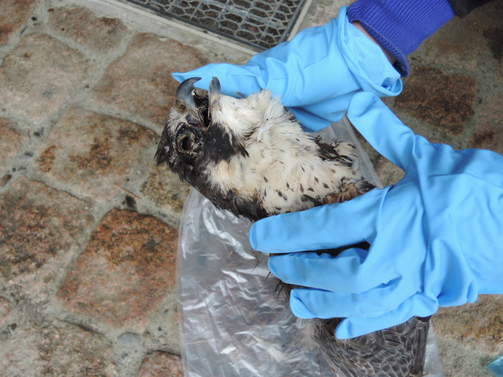 Der Nationalpark geht davon aus, dass der Falke gezielt vergiftet wurde. Foto: Nationalpark Harz