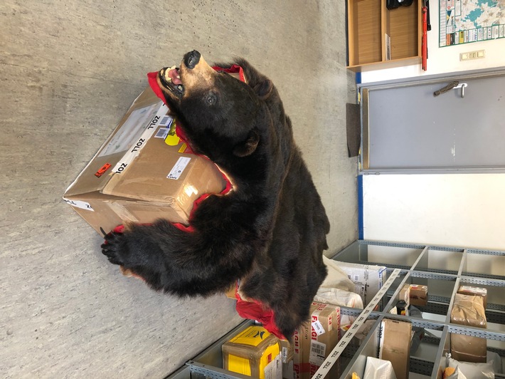 Ein Schwarzbärenfell fischte der Zoll am 20. September 2019 in Wolfsburg aus einem Paket; Foto: ZOLL