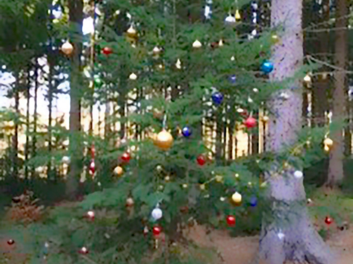 Ein Weihnachtsgruß im Oderwald. Foto: privat