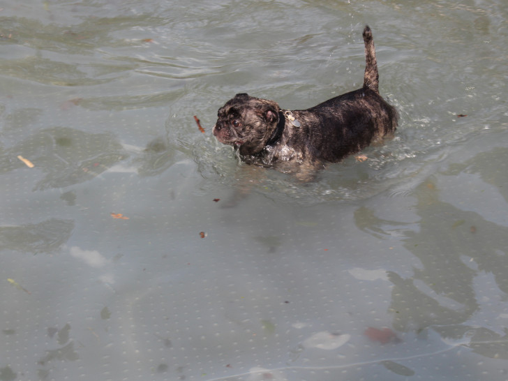 Am Heidbergsee dürfen Hunde im Sommer weiterhin nicht schwimmen. Symbolbild: Sandra Zecchino