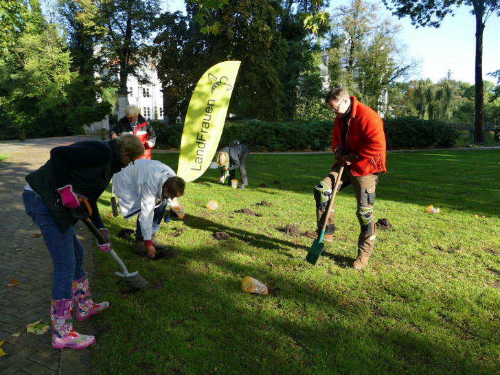 Landrat Dr. Andreas Ebel pflanzte gemeinsam mit den Landfrauen vor dem Gifhorner Schloss Krokusse. Foto: Landkreis Gifhorn