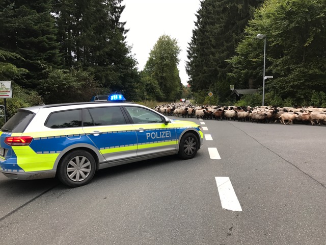 Lupo Martini Wolfsburg bereitet sich konzentriert auf die Aufgabe in Rehden vor. Foto: Frank Vollmer/Archiv
