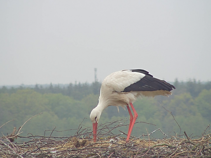 Zwei Küken können derzeit im Storchennest entdeckt werden. Foto: NABU/Bärbel Rogoschik