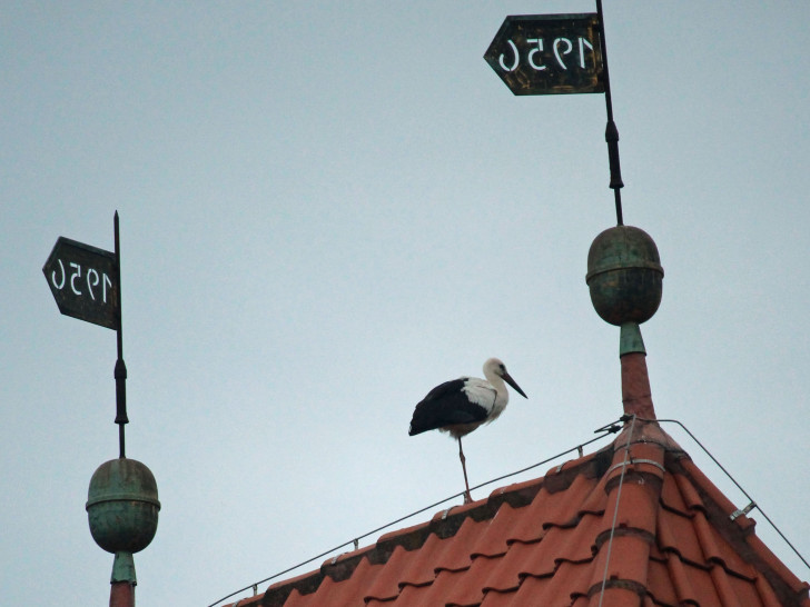 Storch hat sich auf dem Kirchdach von Atzum einquartiert. Foto: Lingelbach