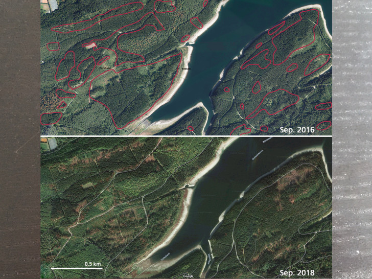 Luftbilder des Waldes an der Granetalsperre im Harz (Landkreis Goslar) im Vergleich zwischen September 2016 und 2018. In den rot markierten Bereichen sind Veränderungen des Waldes durch Sturm und Borkenkäfer deutlich. Die Zeitreihe wird nun durch Bilder aus dem September 2019 ergänzt. Fotos: NLF (oben)/Google (unten)