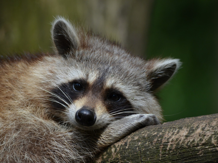 Der Waschbär ist in unserem Landkreis heimisch. Foto: Pixabay