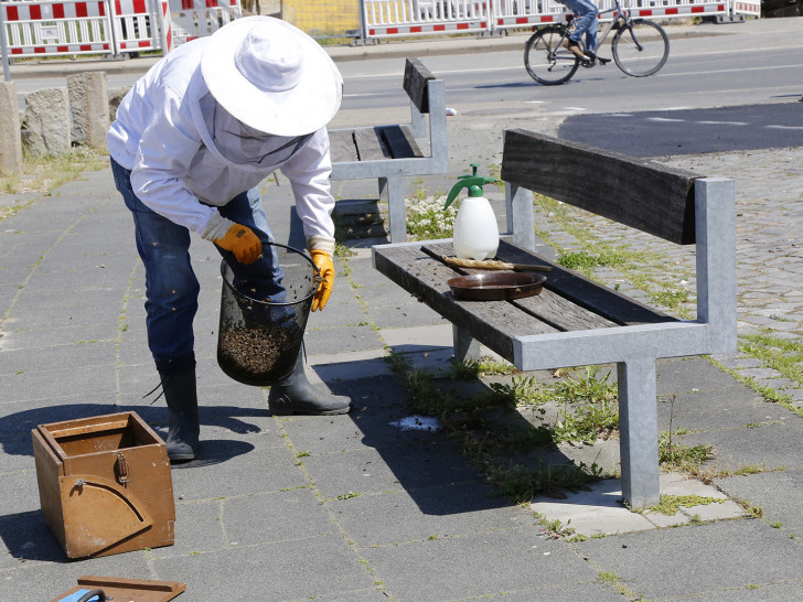 Imker Horst Janke verschafft den Bienen, die sich auf einer Bank niedergelassen hatten, ein neues zu Hause. Fotos: Stadt Wolfenbüttel