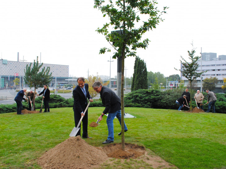 Auch in Hornburg soll nun das Denkmal der drei Bäume gepflanzt werden. Symbolfoto: Archiv