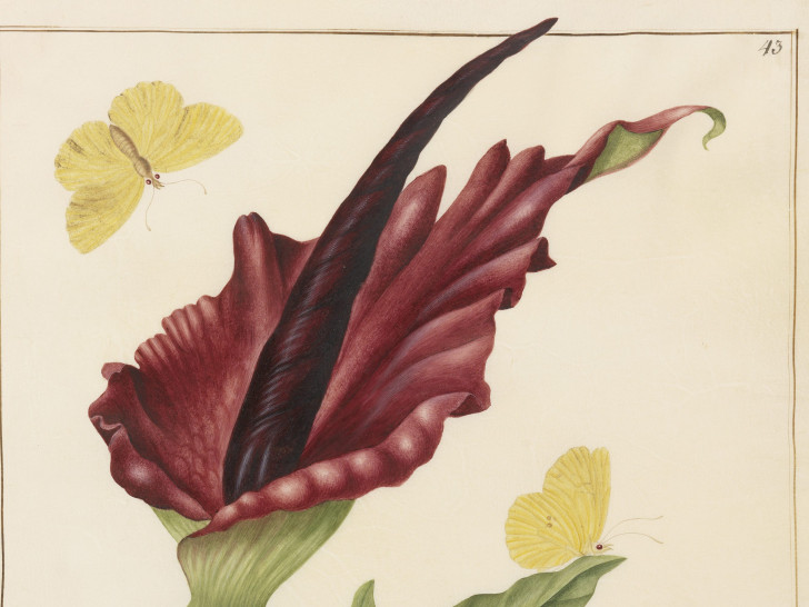 Johanna Helena Herolt, Serpentaria (Gemeine Drachenwurz mit zwei Zitronenfaltern), Foto: C. Cordes, HAUM