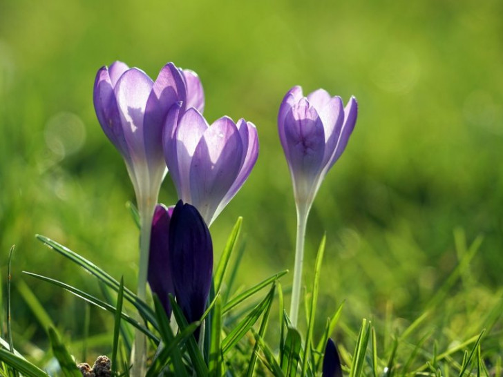 Die ersten Frühlingsboten recken ihre Nasen aus der Erde und lassen sich von den warmen Sonnenstrahlen kitzeln. Fotos: Pixabay