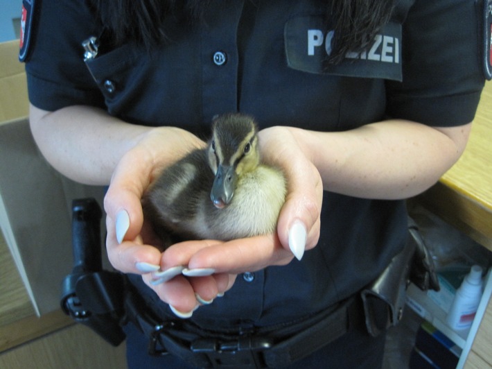Dank einer jungen Braunschweigerin geht es einem Entenküken wieder gut. Foto: Polizei