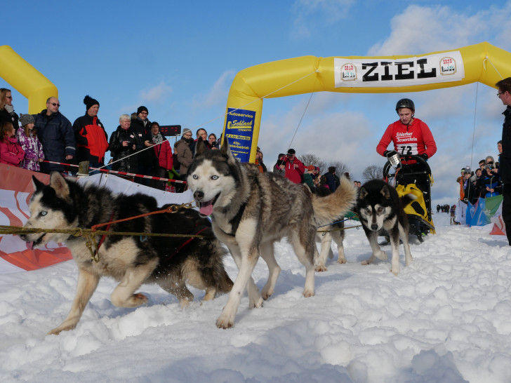 Geschafft aber glücklich stürmen die acht Siberien Huskys durch das Ziel. Foto: Alexander Panknin