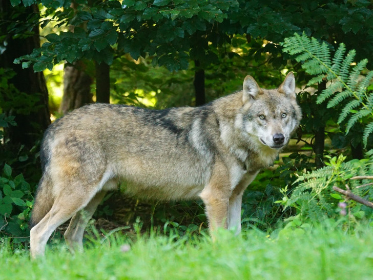 In Gifhorn sind Wölfe unterwegs. Foto: Pixabay