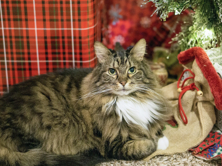 Nicht nur dieses Kätzchen freut sich schon auf Weihnachten. Foto: Hucklebarry/Pixabay
