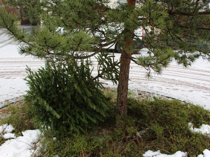 Ab dem 14. Januar werden im Landkreis Helmstedt die Weihnachtsbäume abgeholt. Symbolfoto: Archiv 