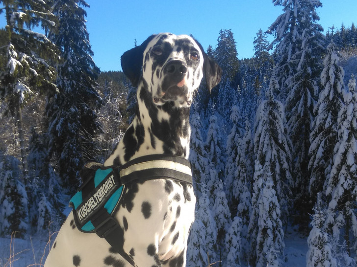 Zu unserer Leseraktion Winterbilder schickte uns Simon Kubsch ein Foto seines Dalmatiners "Kuschelterrorist" Max, der den Schnee genießt. Foto: Leser Simon Kubsch
