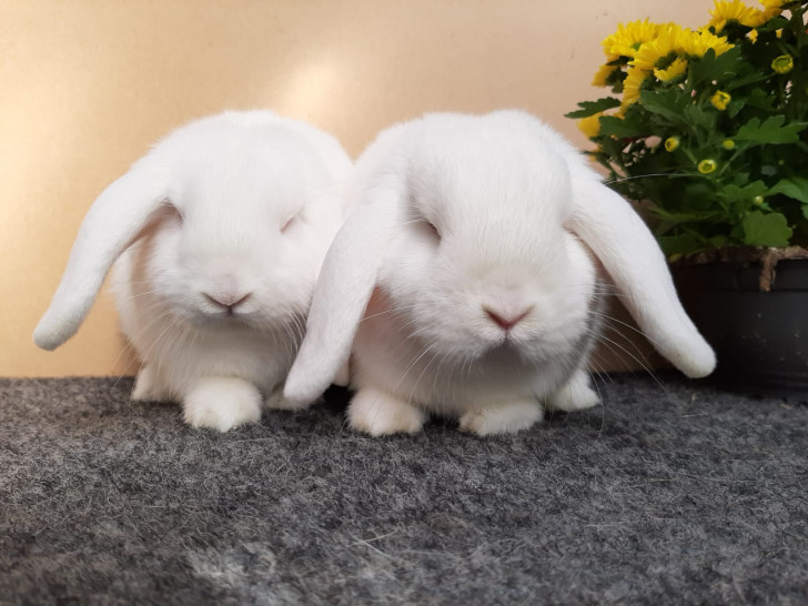 Weiße Zwergwidderkaninchen. Foto: ZGM Hildebrandt