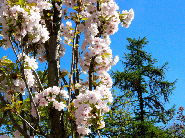 Wann wird es wieder richtig Frühling? Foto: Sina Rühland